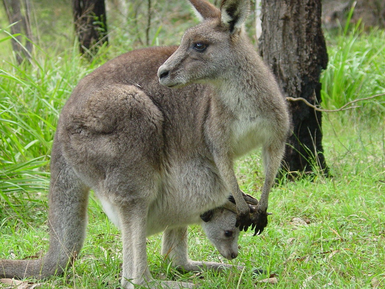 Kangaroo with joey in pouch