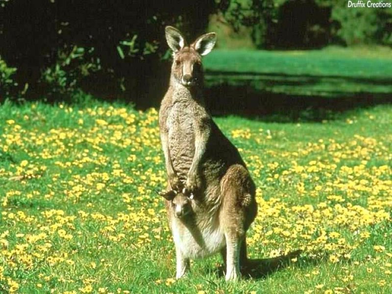 Kangaroo with joey in pouch