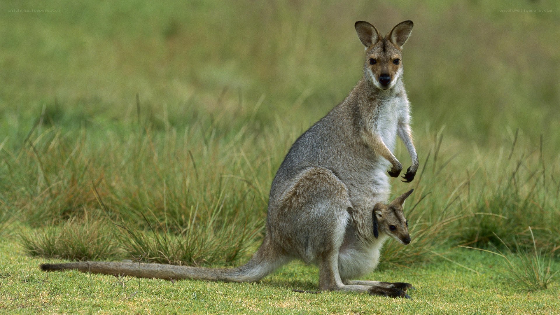 Kangaroo with joey in pouch