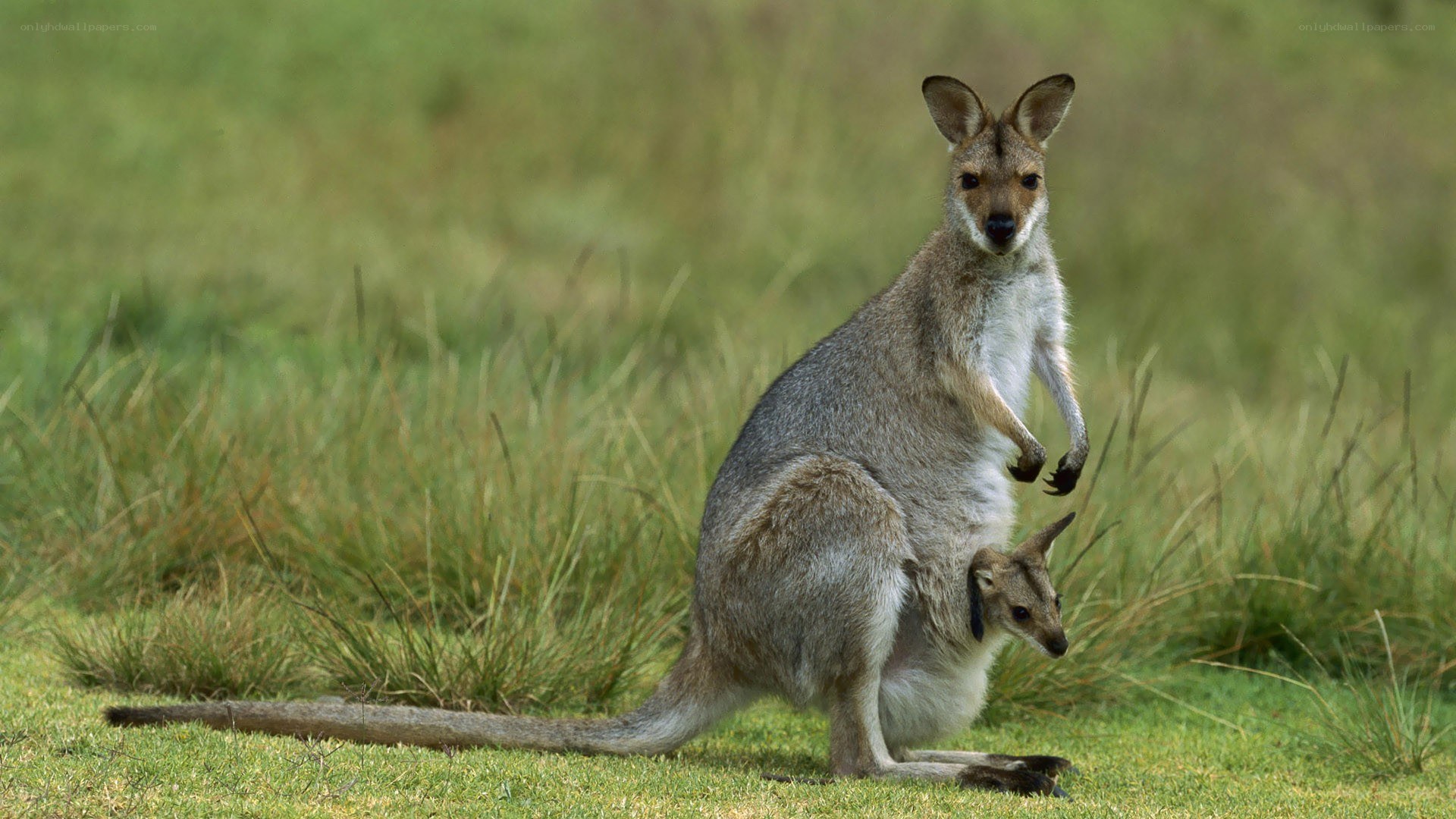 Kangaroo with joey in pouch