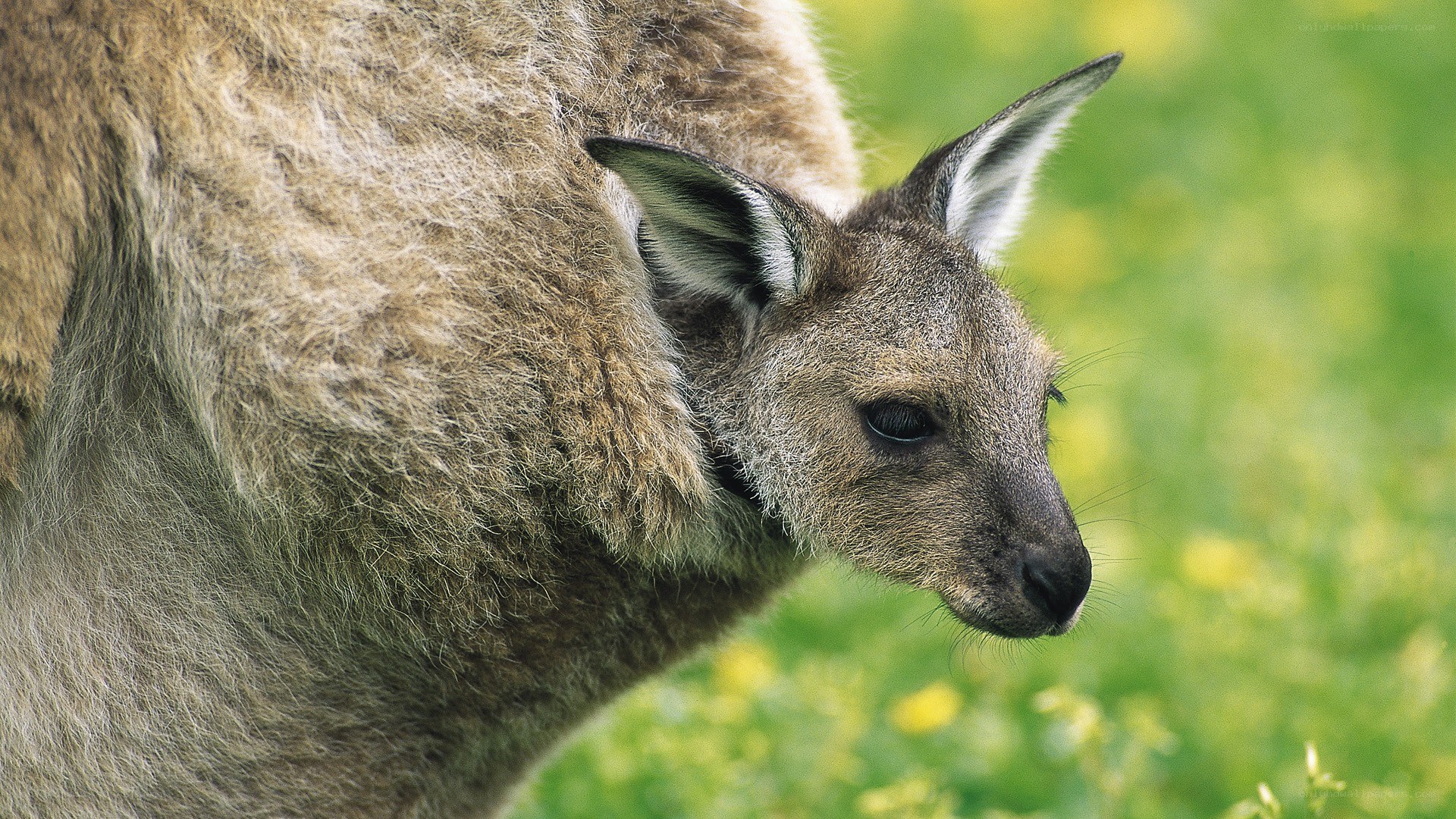 kangaroo with joey in pouch