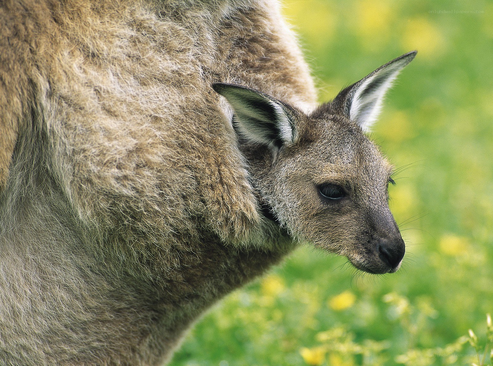 kangaroo with joey in pouch