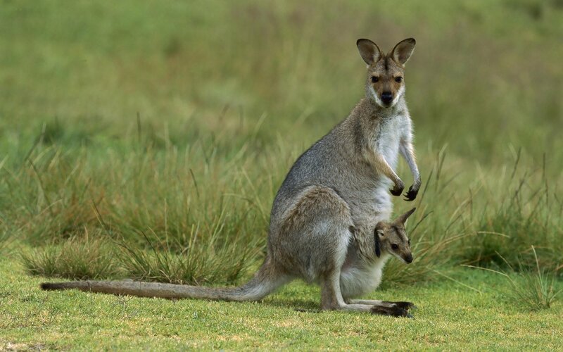 Kangaroo with joey in pouch