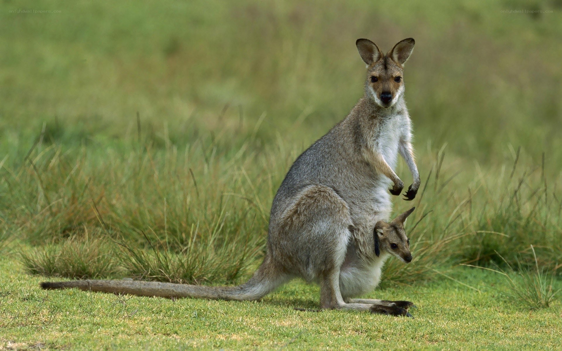 Kangaroo with joey in pouch