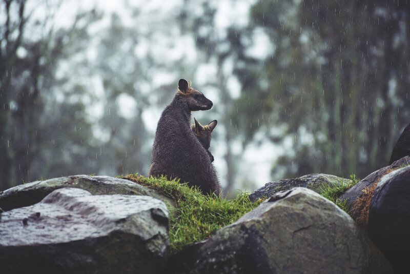Kangaroo with joey in rain
