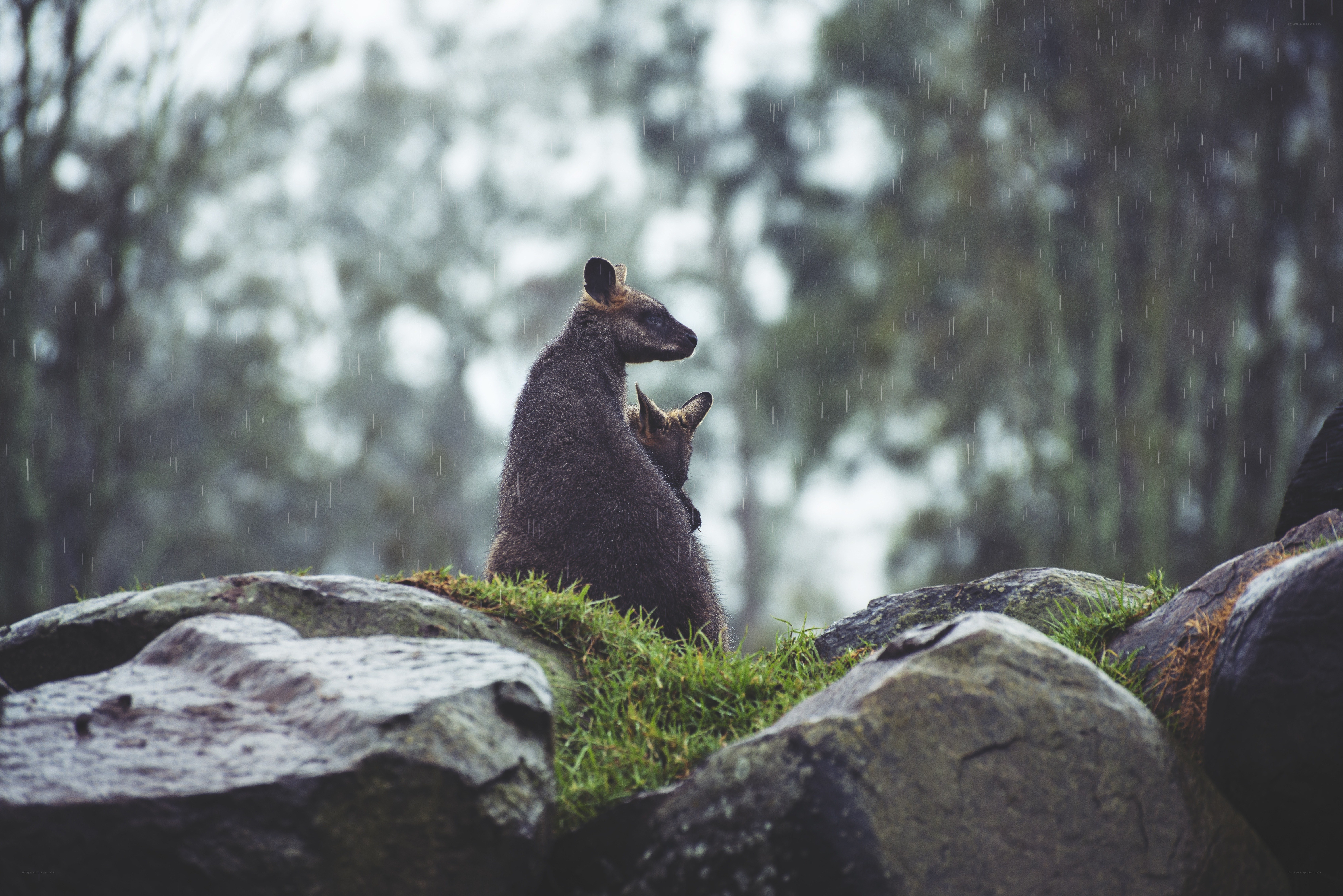 Kangaroo with joey in rain