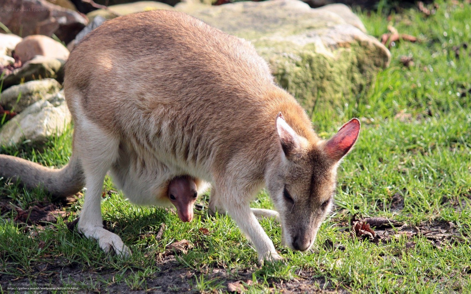 kangaroo with joey