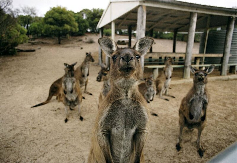 kangaroos at a wildlife park