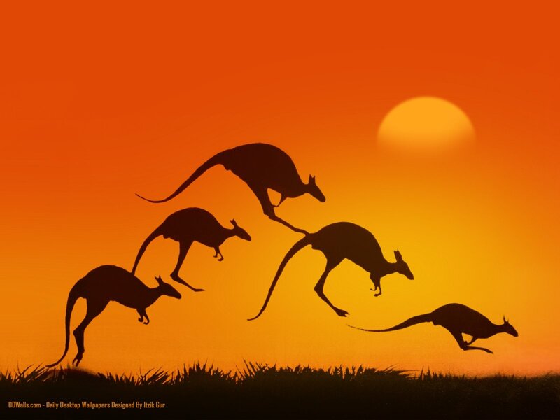 kangaroos at sunset