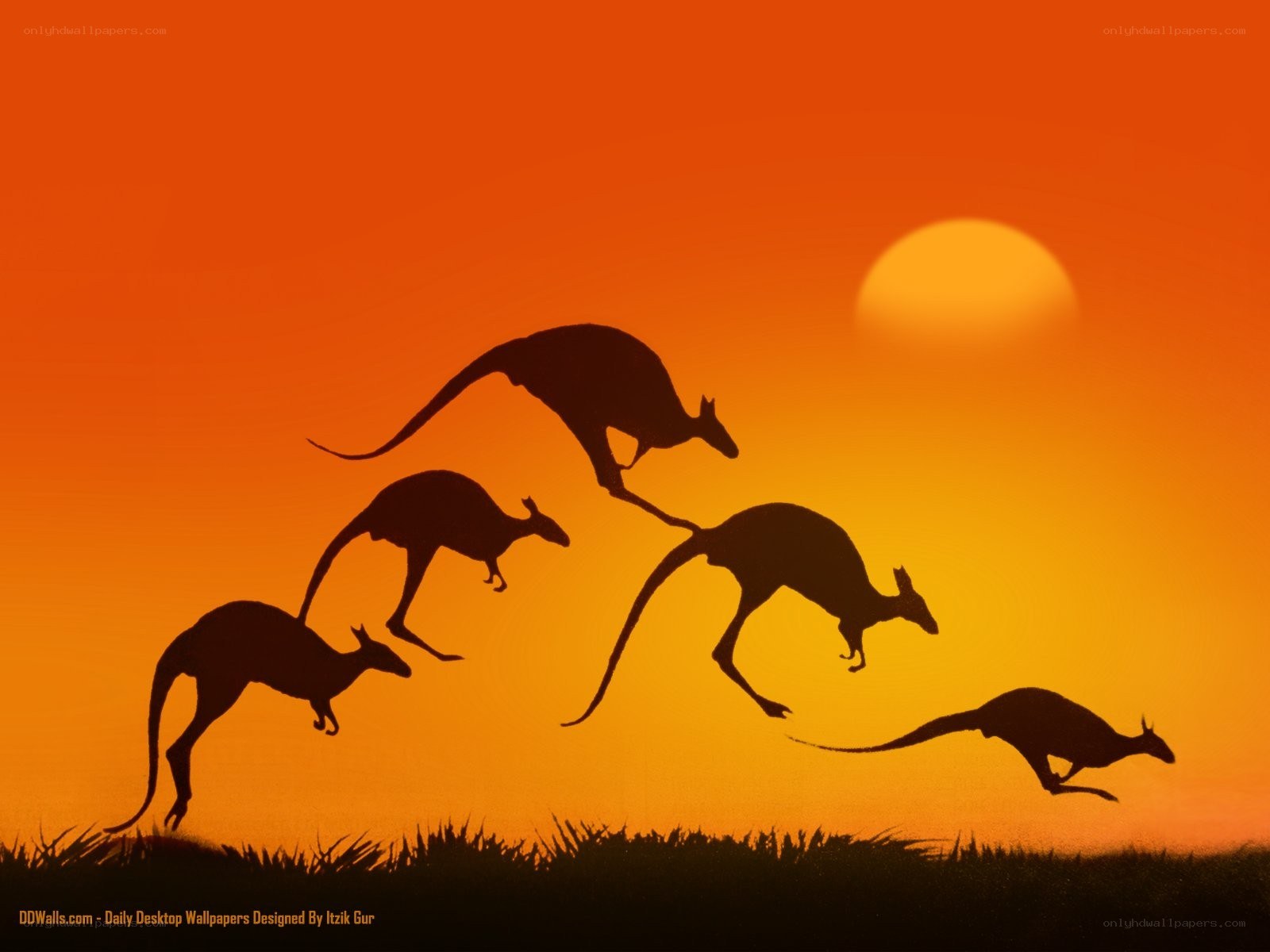 kangaroos at sunset