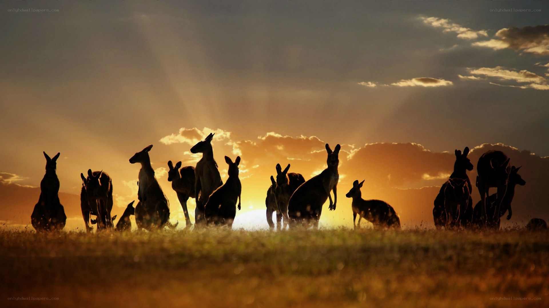 kangaroos at sunset