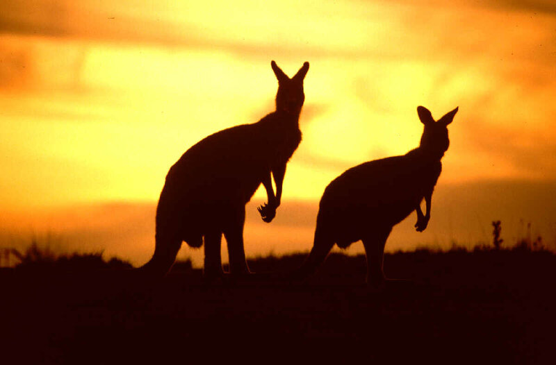 Kangaroos at sunset