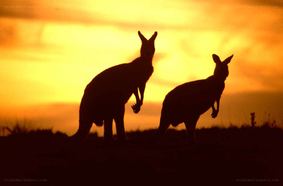 Kangaroos at sunset