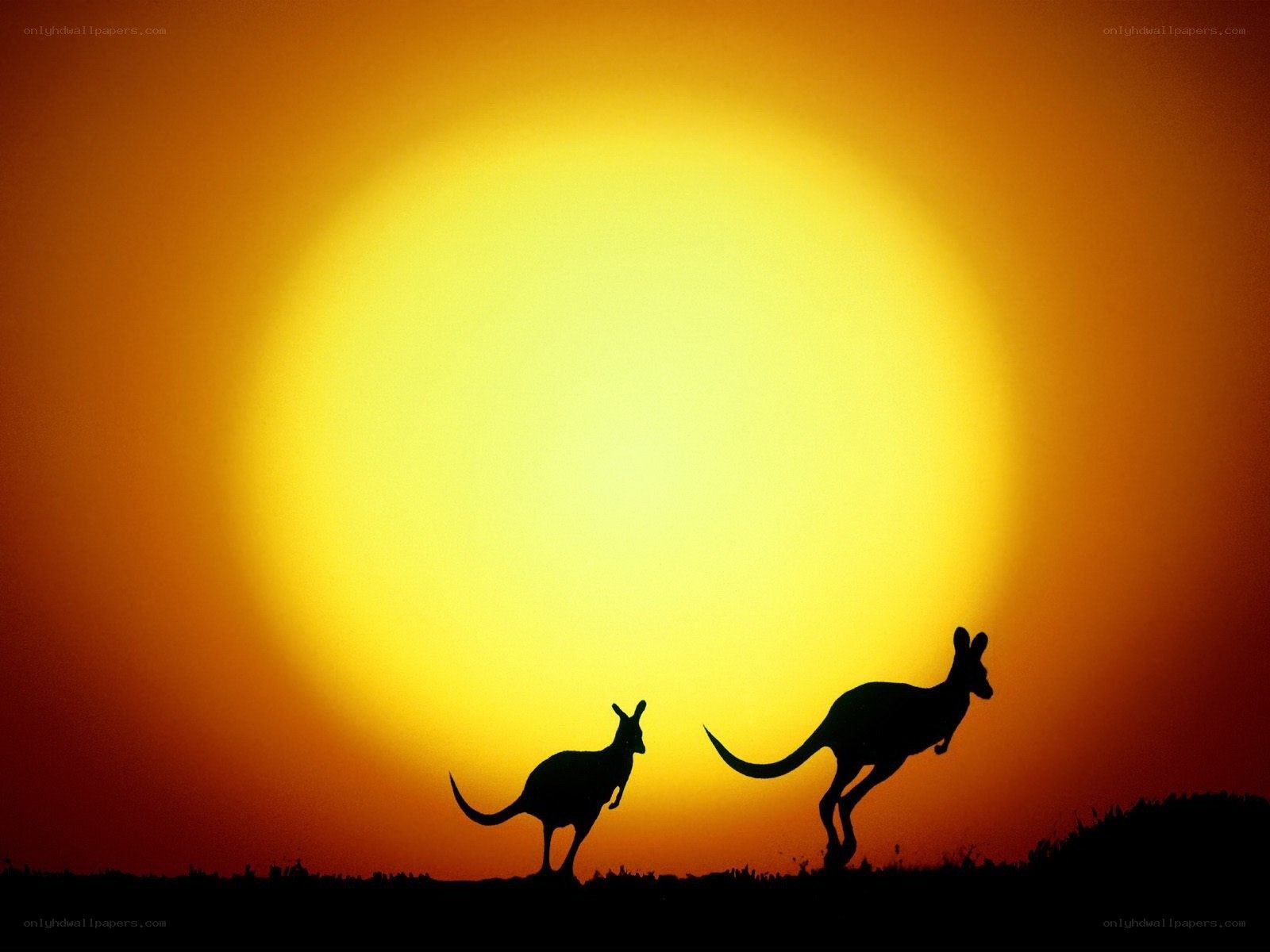 kangaroos at sunset