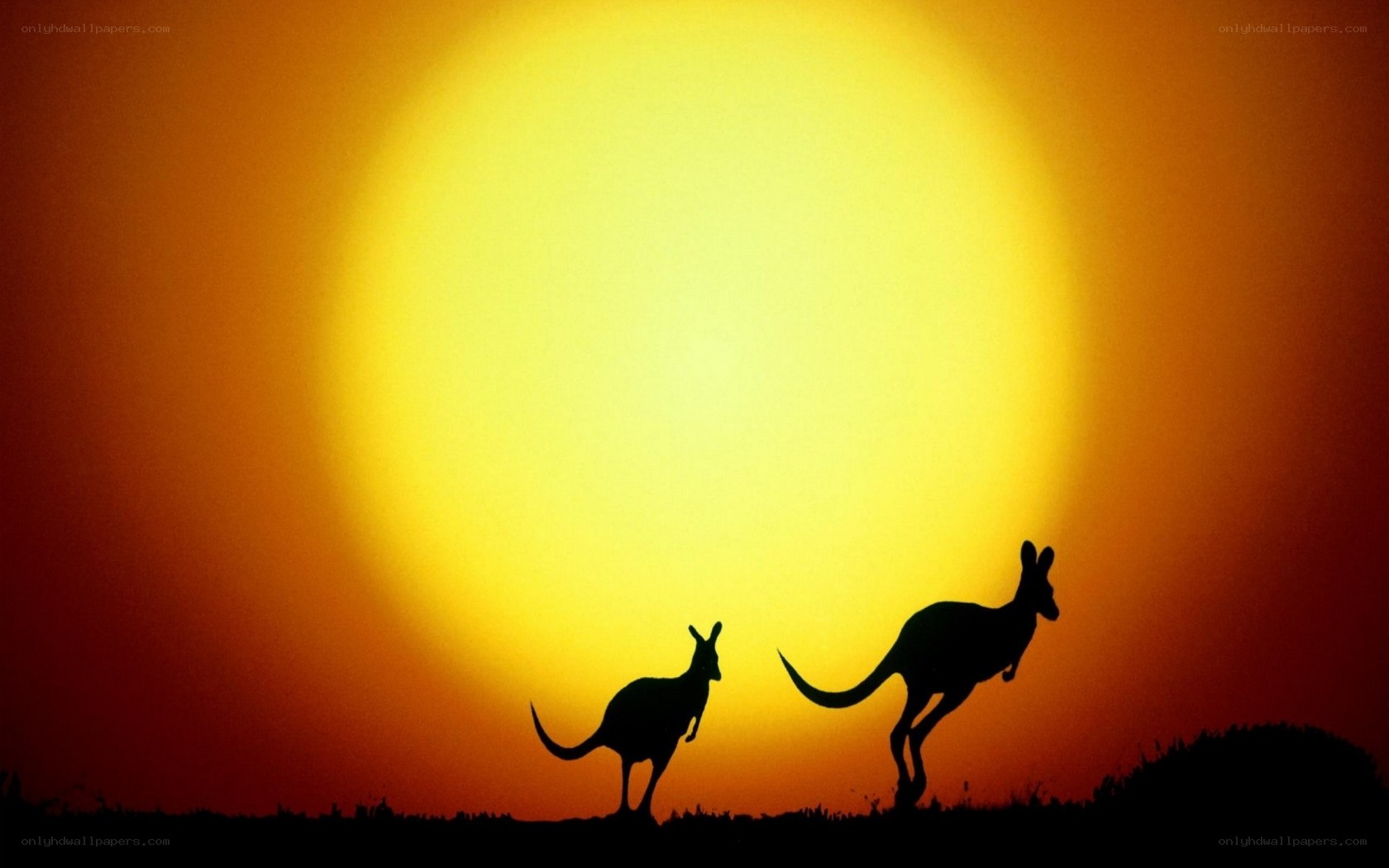 kangaroos at sunset