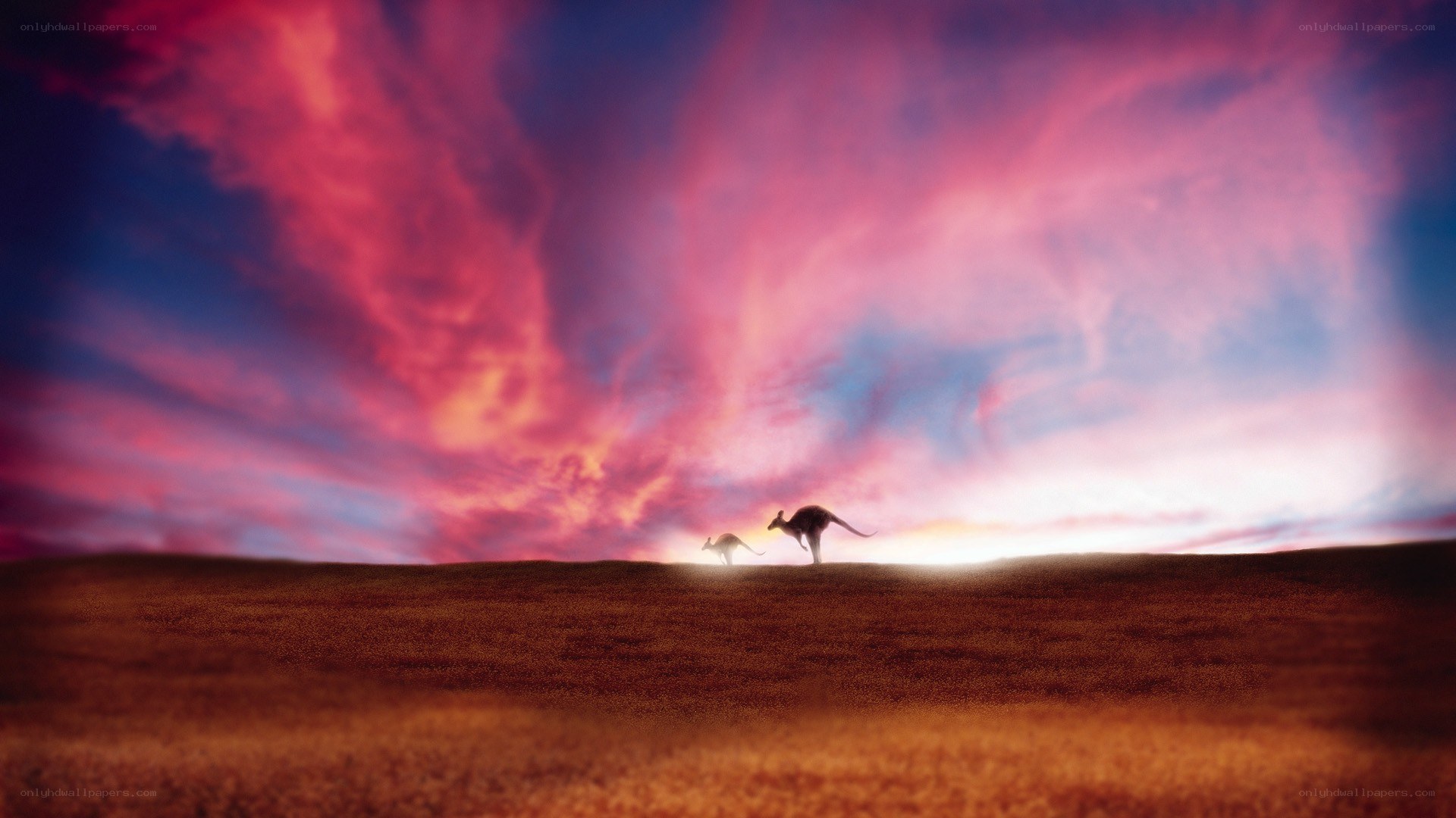 Kangaroos at sunset