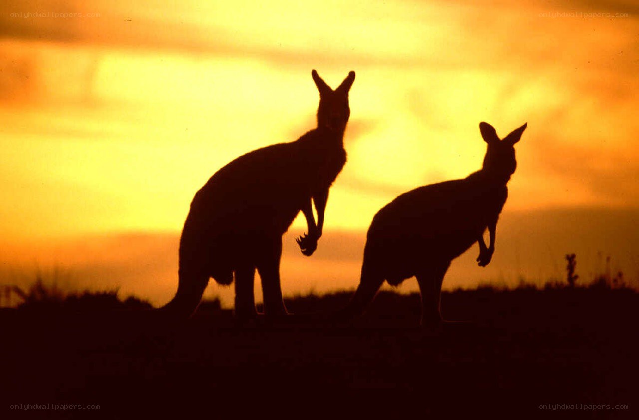 Kangaroos at sunset