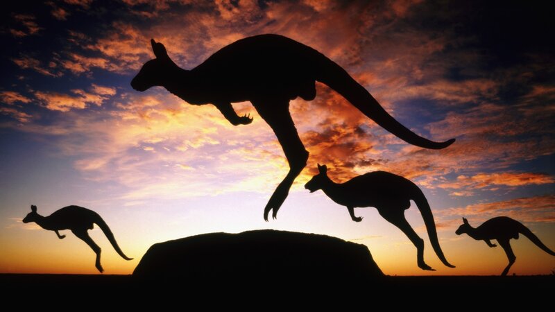 Kangaroos at Sunset — Orange