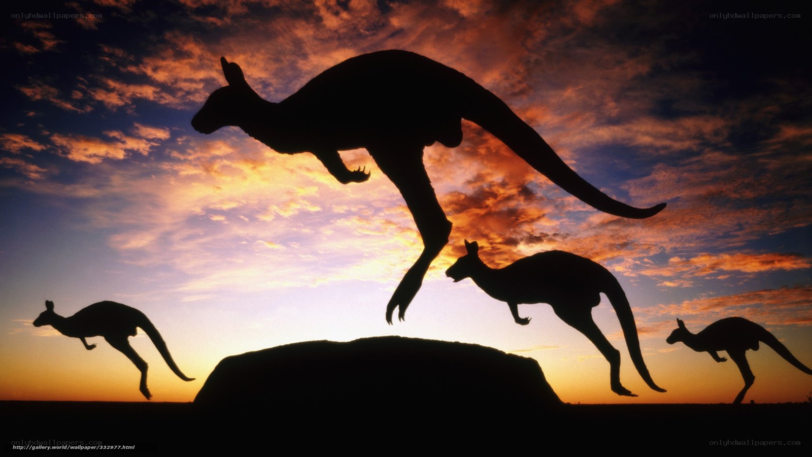 kangaroos at sunset silhouette