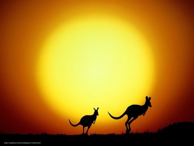 Kangaroos at sunset
