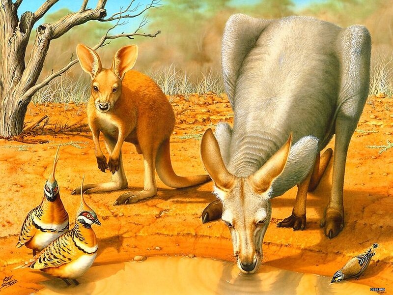 Kangaroos at Waterhole