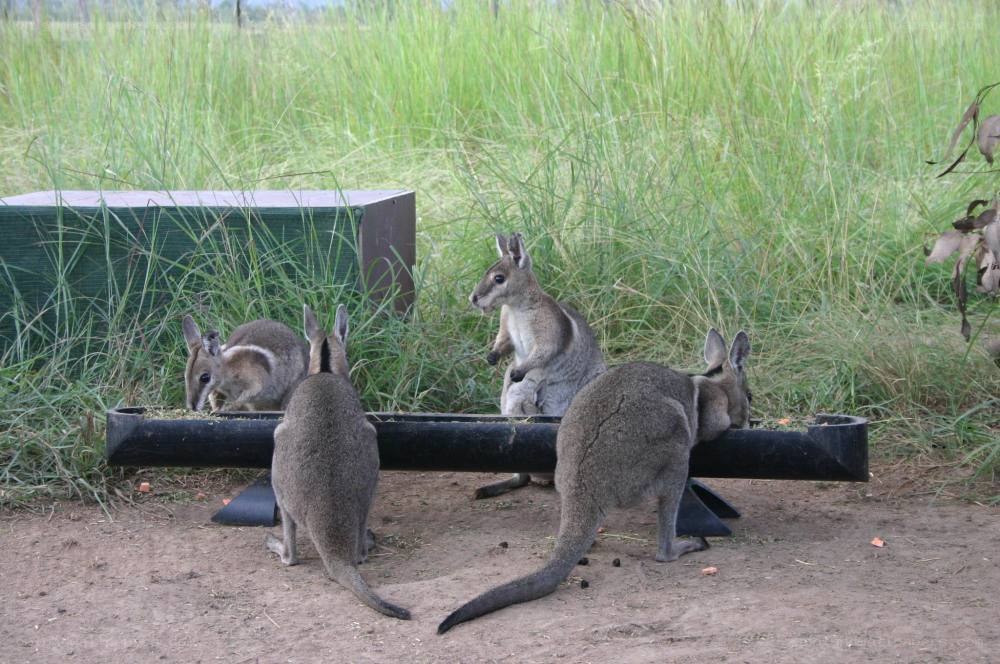 kangaroos eating from a trough