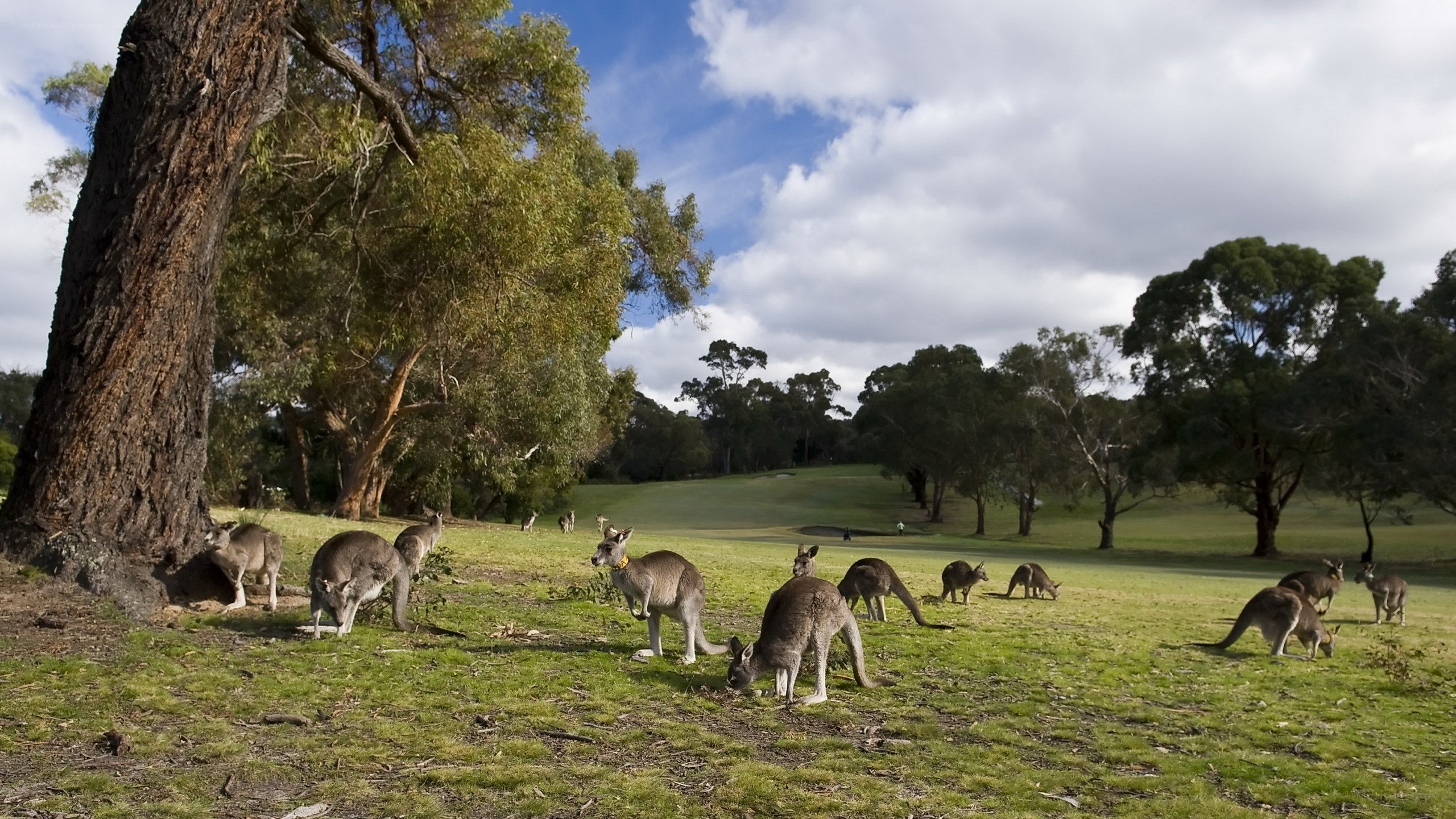 kangaroos grazing in a park