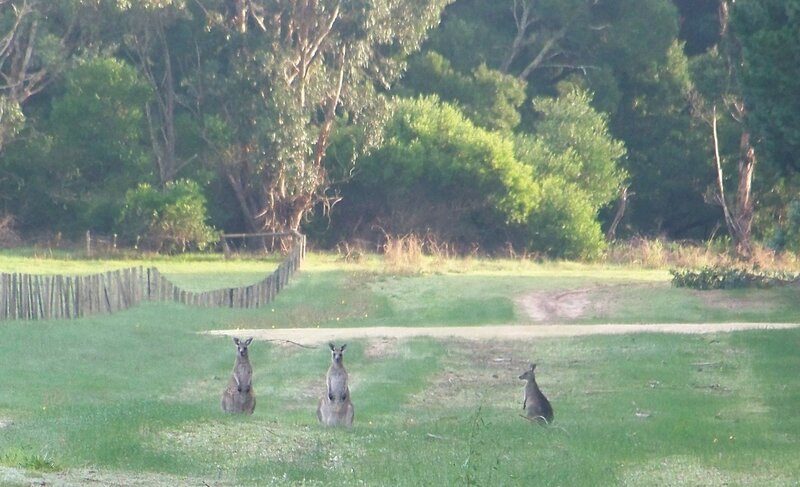 Kangaroos in a grassy field