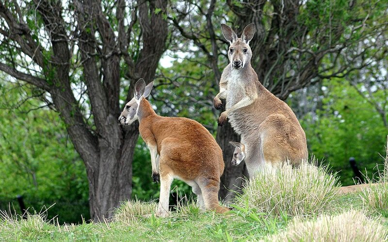Kangaroos in a grassy field