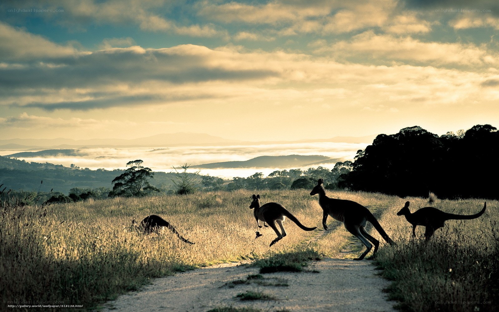 Kangaroos in a misty field