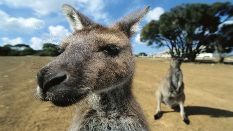 Kangaroos in a sunny field