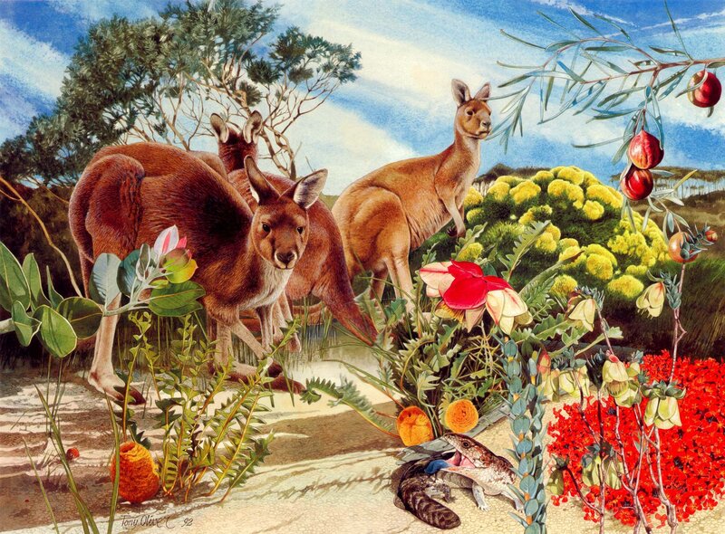Kangaroos in Bushland