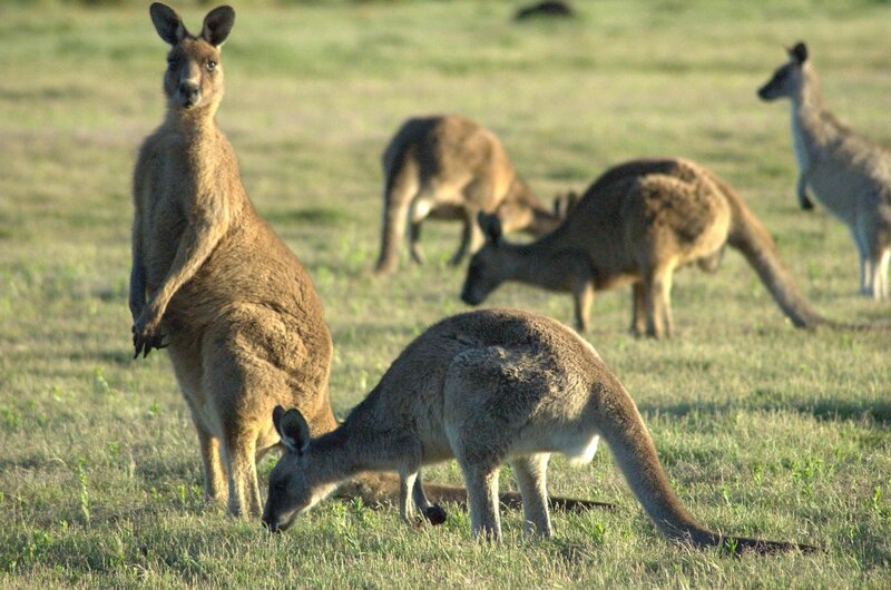 Kangaroos in Field — Green