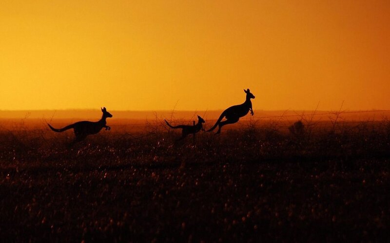 Kangaroos in Field — Orange