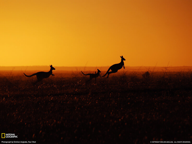 Kangaroos in Field