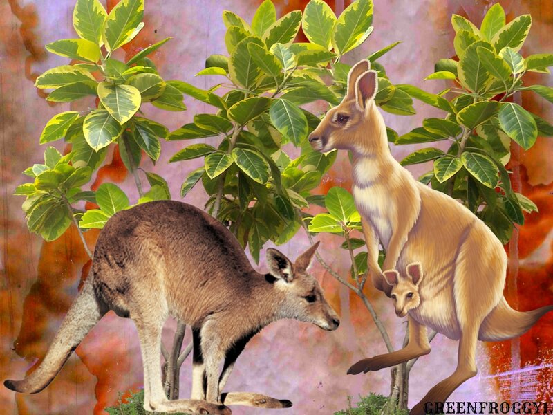 Kangaroos in Foliage