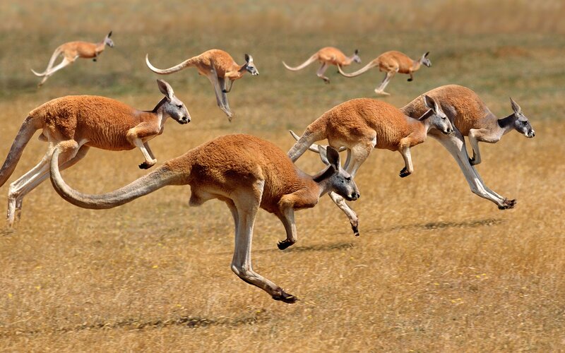 Kangaroos in Motion