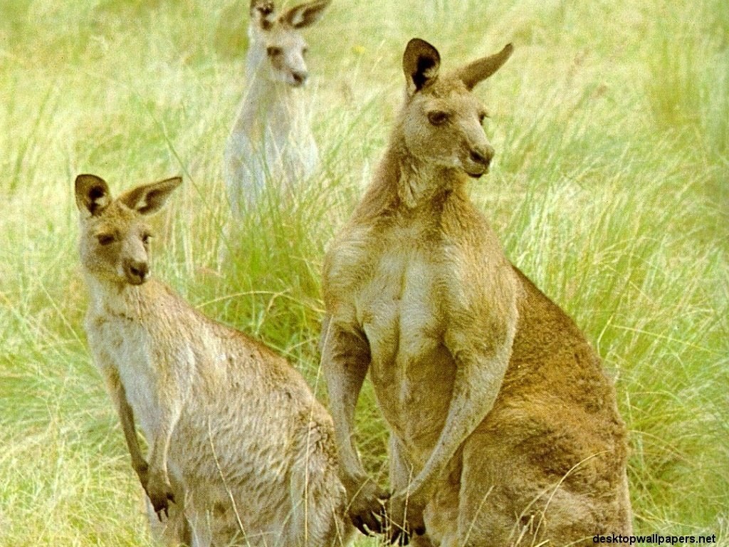 kangaroos in tall grass