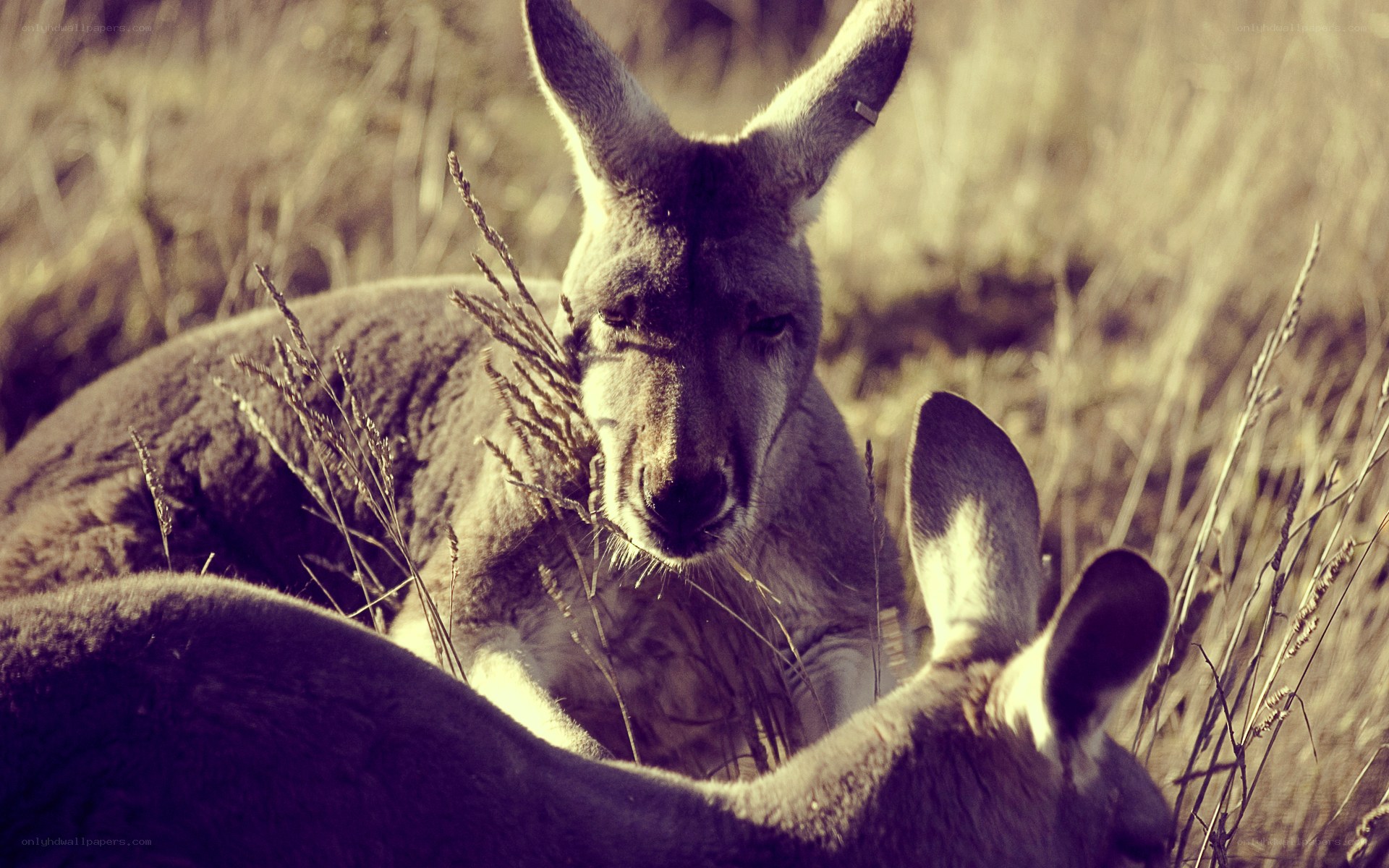Kangaroos in the grass