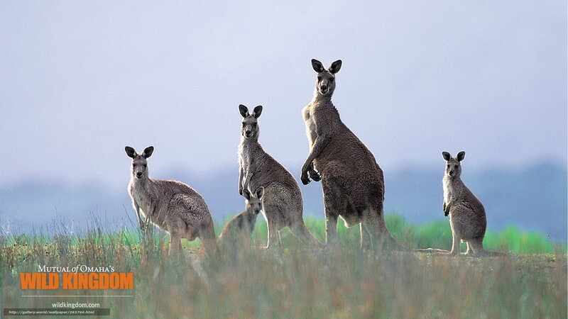 kangaroos in the wild