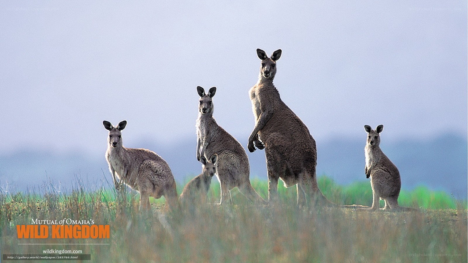 kangaroos in the wild