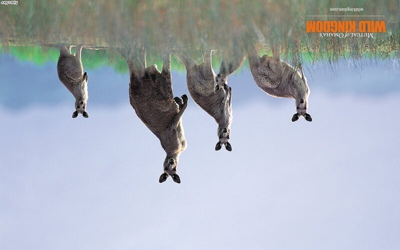 Kangaroos in Water