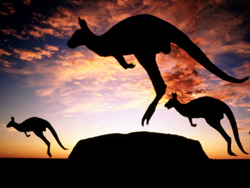 Kangaroos Jumping