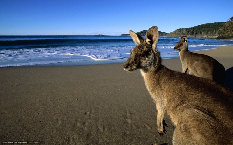 Kangaroos on a beach