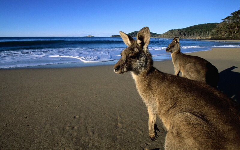 Kangaroos on a beach