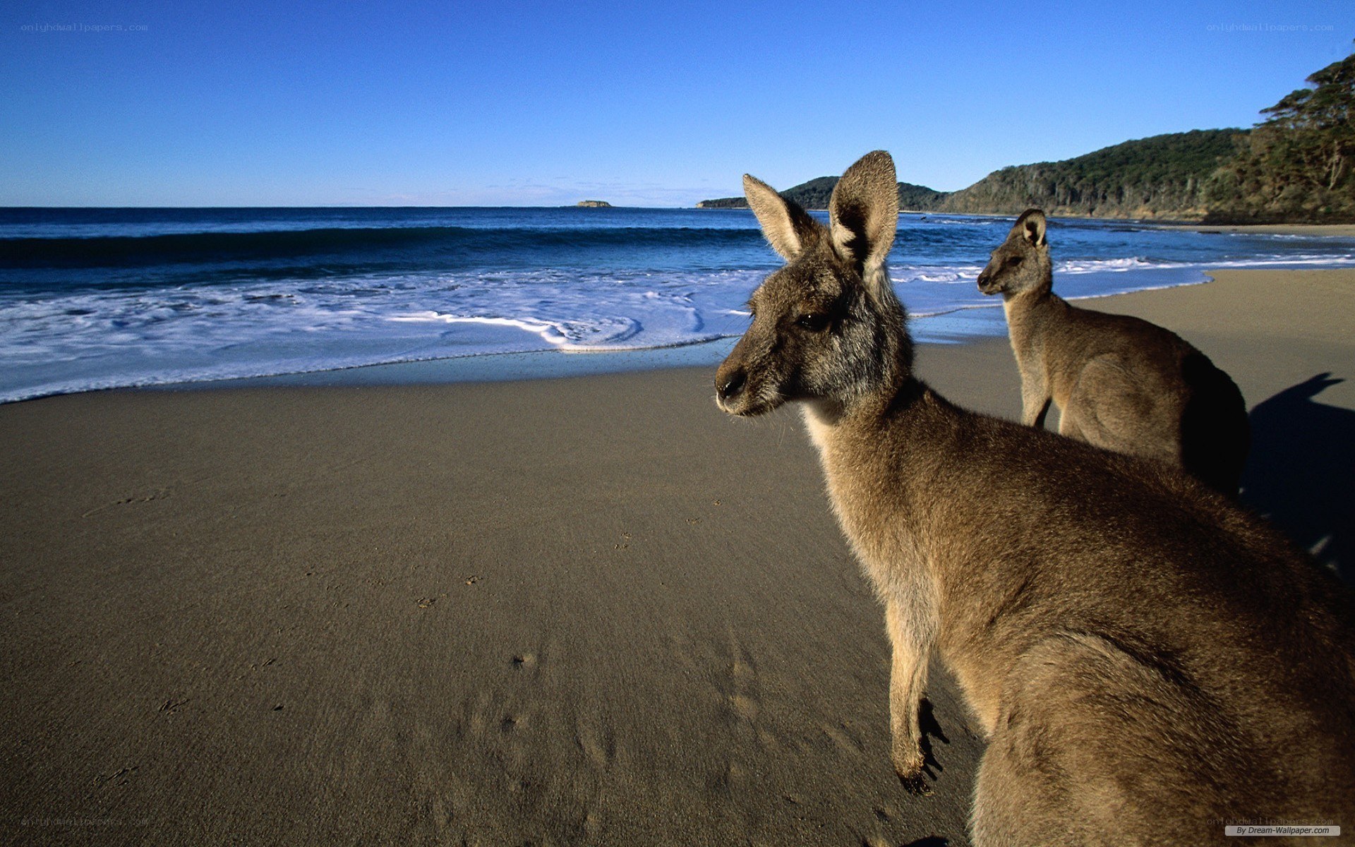 kangaroos on a beach