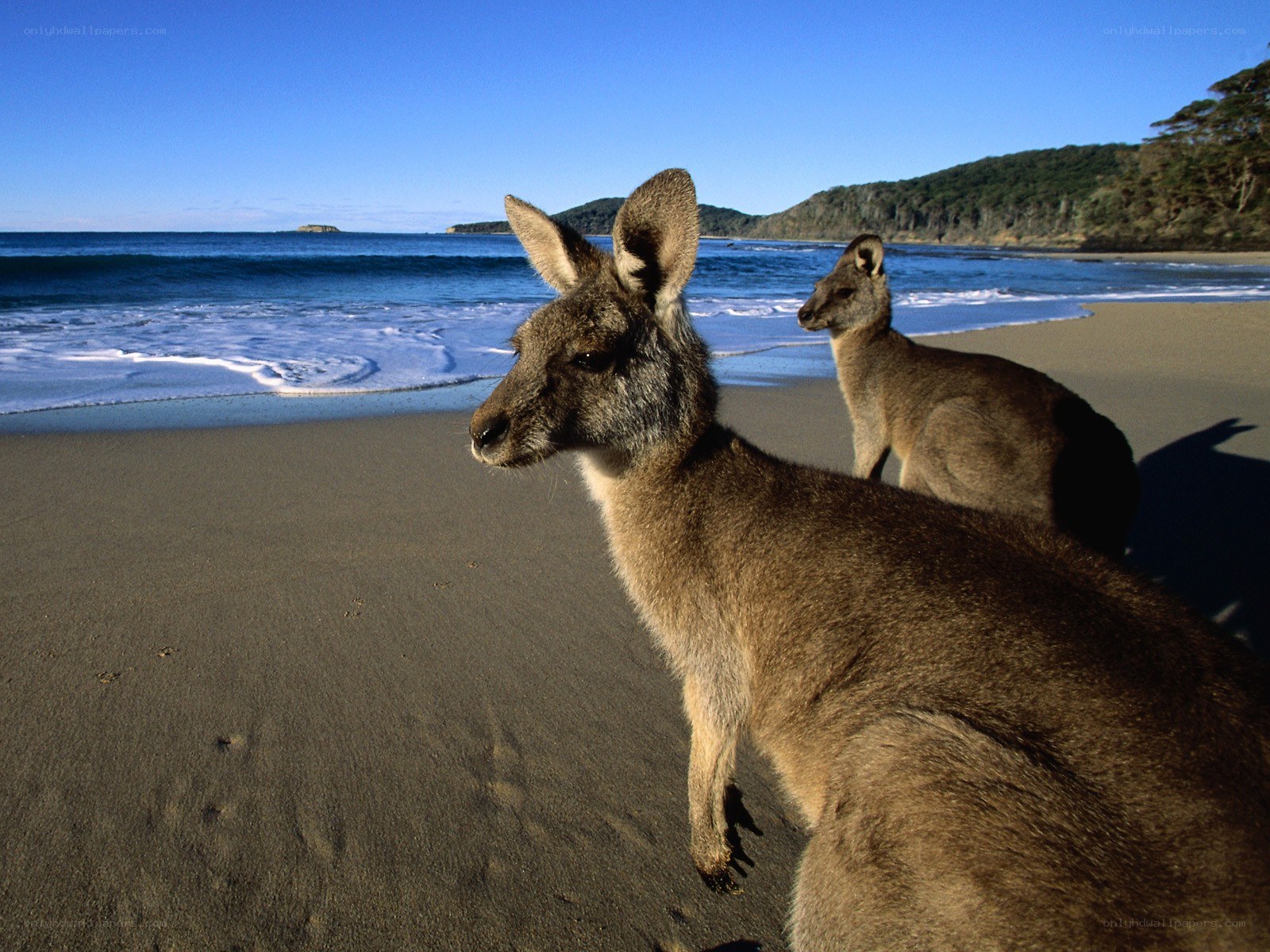 Kangaroos on a beach