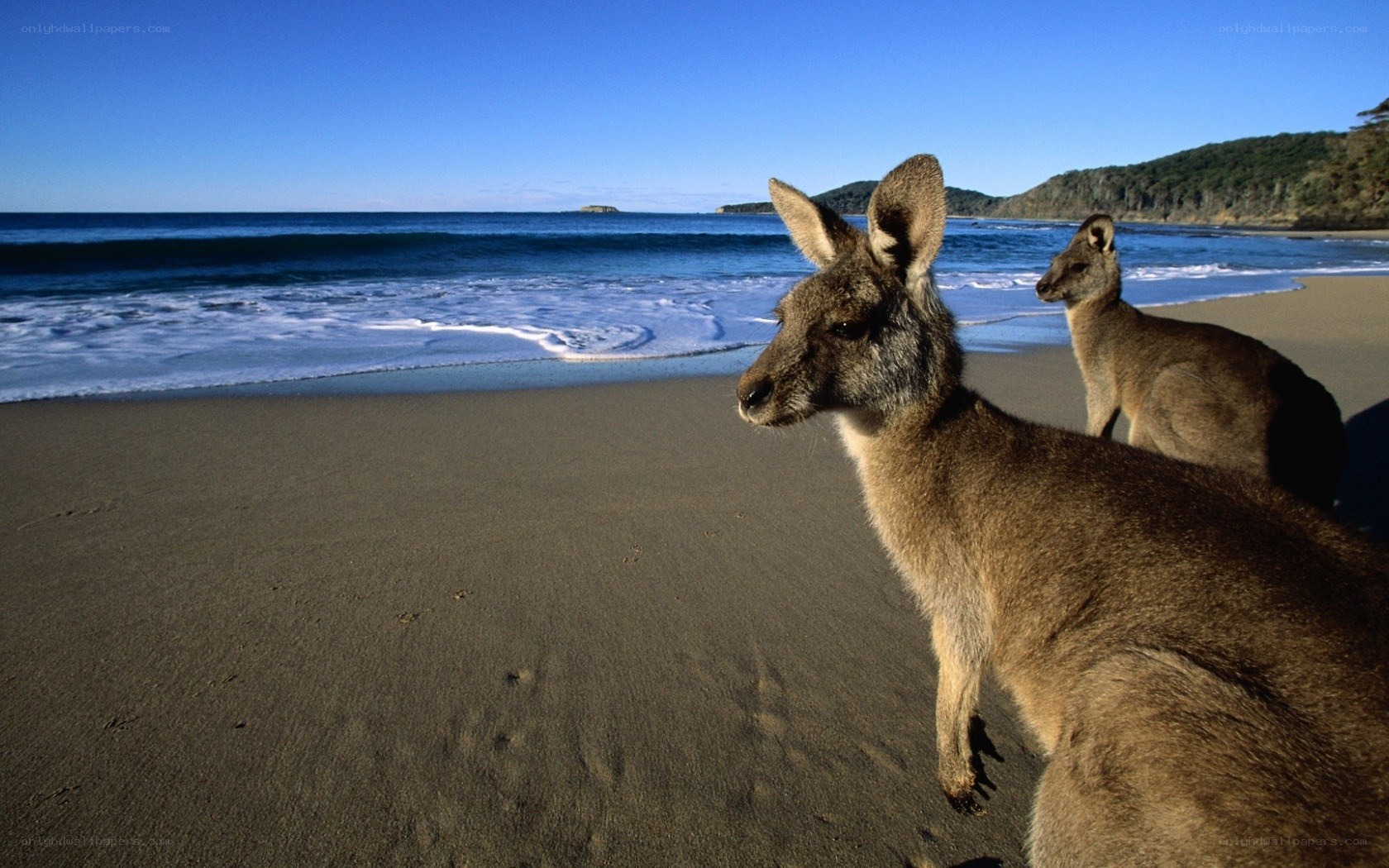 Kangaroos on a beach