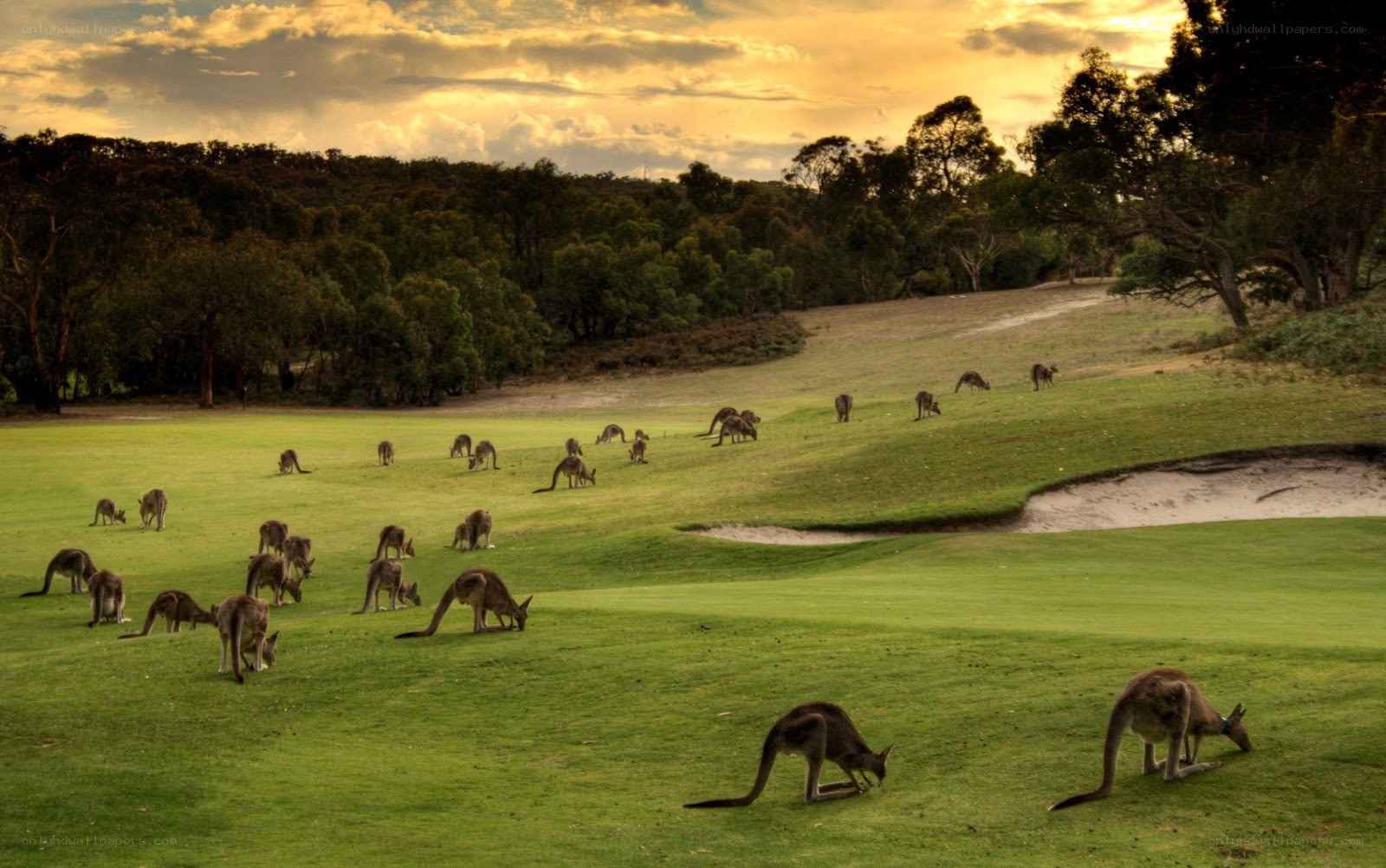 Kangaroos on a golf course