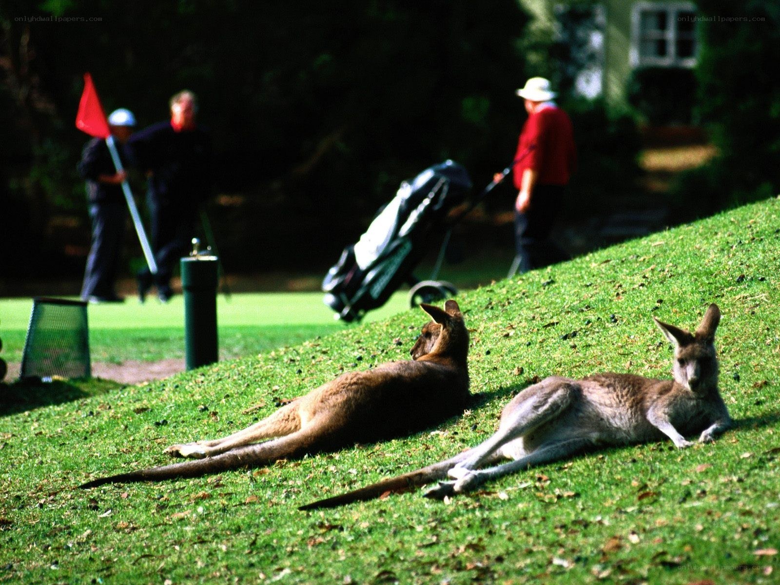Kangaroos on a golf course